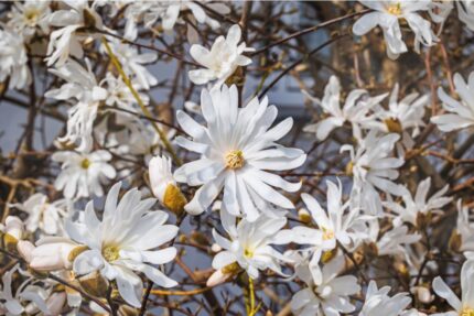 Magnolia Stellata, Stjernemagnolia