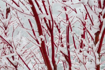 Japansk lønn "winter flame "  oppstammet  50 cm 15 l potte