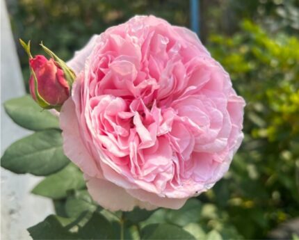 Austin rose "Mary Rose", 3-5 gr., pottestr. 3,5 l.