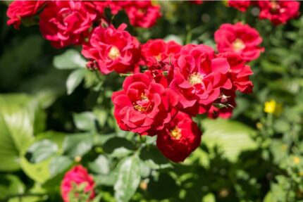 Kryprose "Bassino" 3,5 l potte